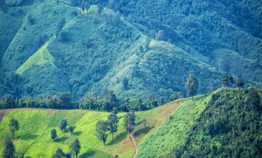 Plantations de café sur le volcan Poás au Costa Rica