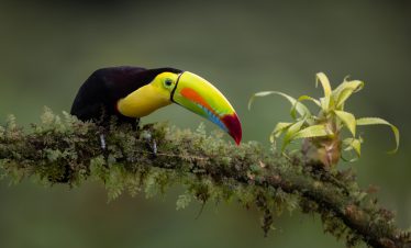 Toucan dans la forêt des nuages