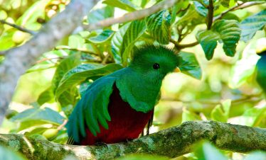 Quetzal resplendissant