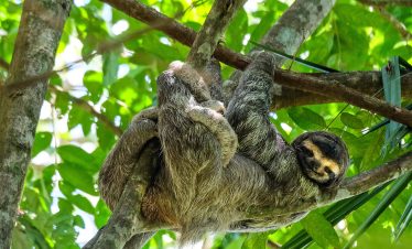 Paresseux dans le parc national Manuel Antonio