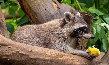 Raton laveur dans le parc national Manuel Antonio