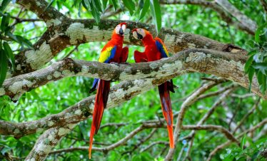 Aras dans le parc national Manuel Antonio