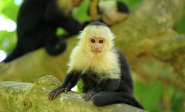 Singe capucin dans le parc national Maunel Antonio