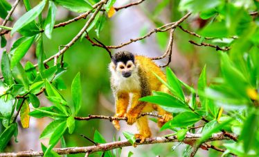 Singe ecureuil dans le parc national de Manuel Antonio