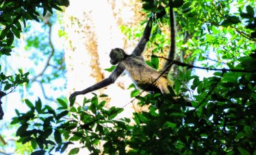 Singe araignée ou atèle
