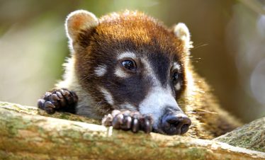 Coati dans le parc national de Maunel Antonio