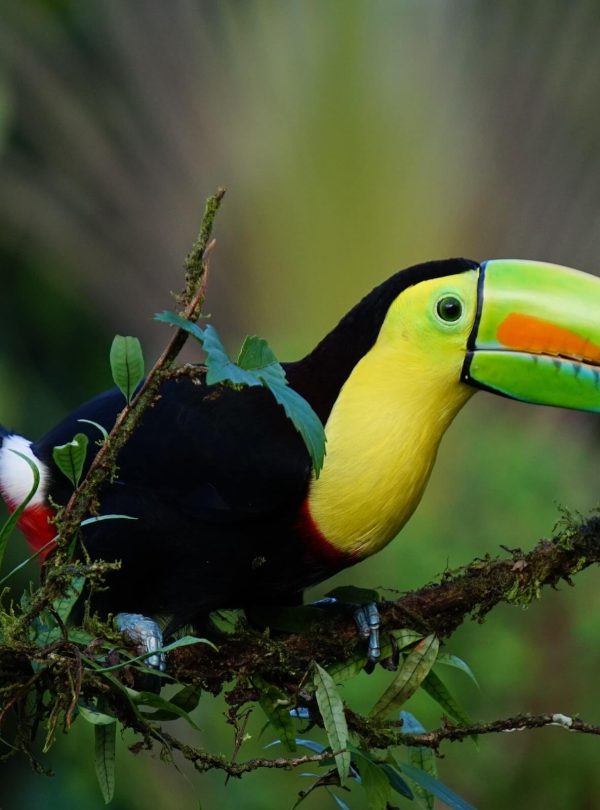 Toucan à La Paz Waterfall Gardens au Costa Rica