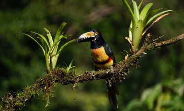 Toucan dans la végétation luxuriante sur les rives du Rio Paquare au Costa Rica