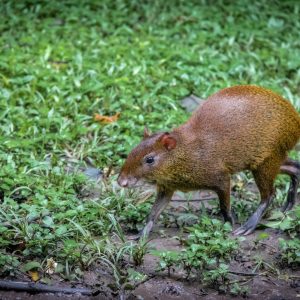 Agouti – Copan, Honduras