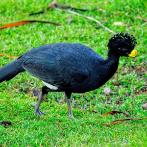 costa-rica-salamandra-tours-voyage-2025-faune-oiseau- pava-034