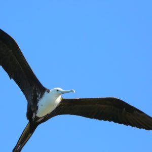 salamandra-tours-costa-rica-voyage-100