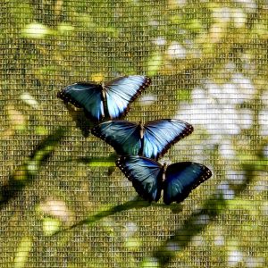 salamandra-tours-costa-rica-voyage-braulio-carrillo-014