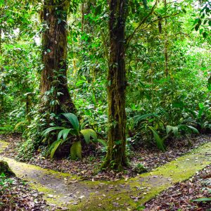 salamandra-tours-costa-rica-voyage-braulio-carrillo-015