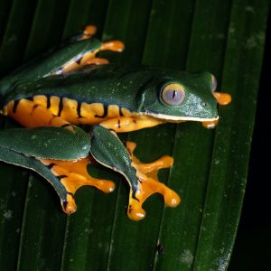 salamandra-tours-costa-rica-voyage-braulio-carrillo-035