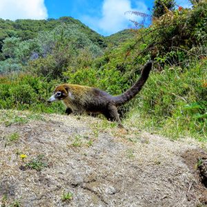 salamandra-tours-costa-rica-voyage-coati-023