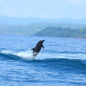 salamandra-tours-costa-rica-voyage-dauphin-001