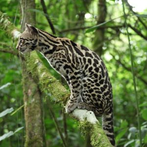 salamandra-tours-costa-rica-voyage-ocelot-005