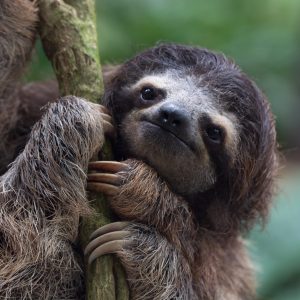 salamandra-tours-costa-rica-voyage-paresseux-007