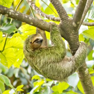 Pale-throated Sloth, Marino Ballena National Park, Costa Rica