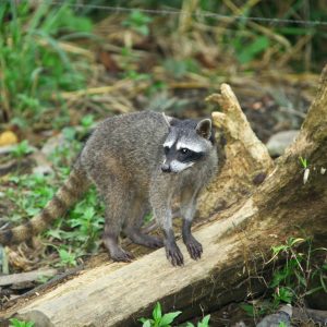 salamandra-tours-costa-rica-voyage-raton-laveur-006