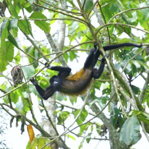 salamandra-tours-costa-rica-voyage-singe-hurleur-congo-014
