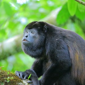 salamandra-tours-costa-rica-voyage-singe-hurleur-congo-024