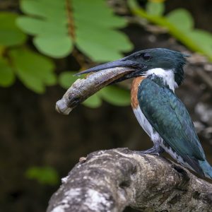 salamandra-tours-costa-rica-voyage-tortuguero-oasis-004